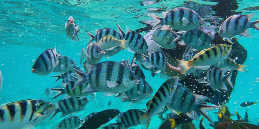 Semporna : Island Hopping Semporna Adventure - Sibuan Island: White Sand, Clear Water, and Easy Snorkel Time