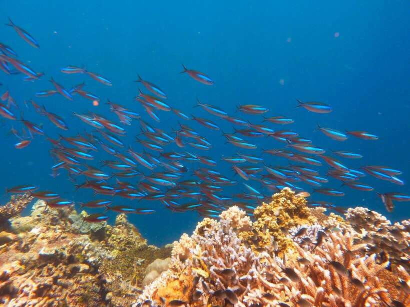 Semporna: Mabul and Kapalai Trip in Snorkel or Dive & Lunch - Mabul Island snorkel or DSD scuba: safety first, then reef time