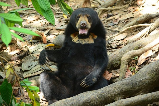Sepilok Orang Utan & Bornean Sun Bear Centre with Sandakan City Tour with Lunch - Key highlights that make this day tour work