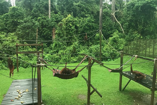 Sepilok Orang Utan & Bornean Sun Bear Centre with Sandakan City Tour with Lunch - Packing tips for cameras, lockers, and comfort