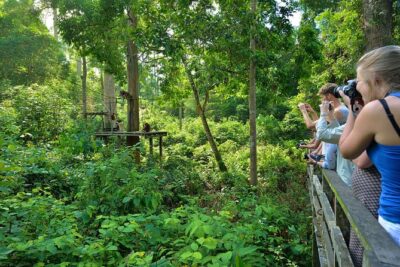 Sepilok Orang Utan & Bornean Sun Bear Centre with Sandakan City Tour with Lunch