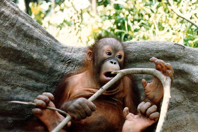 Sepilok Orang Utan & Bornean Sun Bear Centre with Sandakan City Tour with Lunch - Transfers, meet-and-greet, and how the group day feels