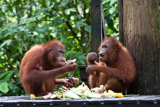 Sepilok Orang Utan, Sun Bear & Sandakan Nature City Tour + Lunch - Key Points Before You Go