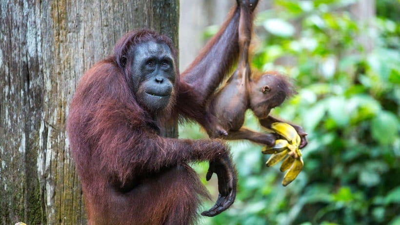 Sepilok Orangutan & Sun Bear Half-Day Tour | Sandakan - Why this Sandakan half-day works so well