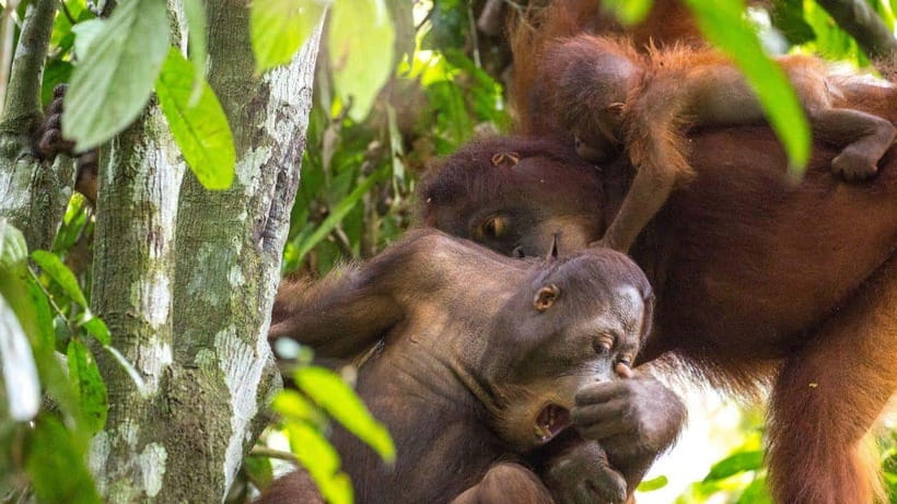 Sepilok Orangutan & Sun Bear Half-Day Tour | Sandakan - Sepilok Orangutan Rehabilitation Centre, from nursery to feeding platform