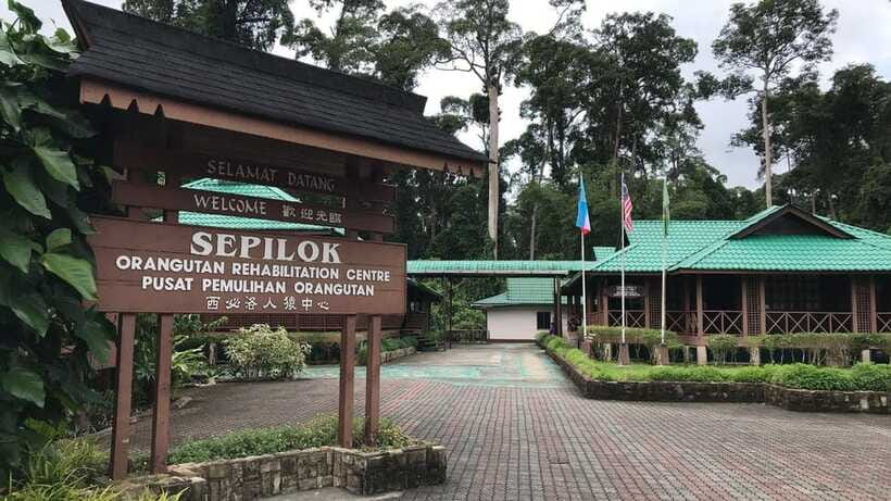 Sepilok Orangutan & Sun Bear Half-Day Tour | Sandakan - Adding the education centre, and why the video can be worth your time