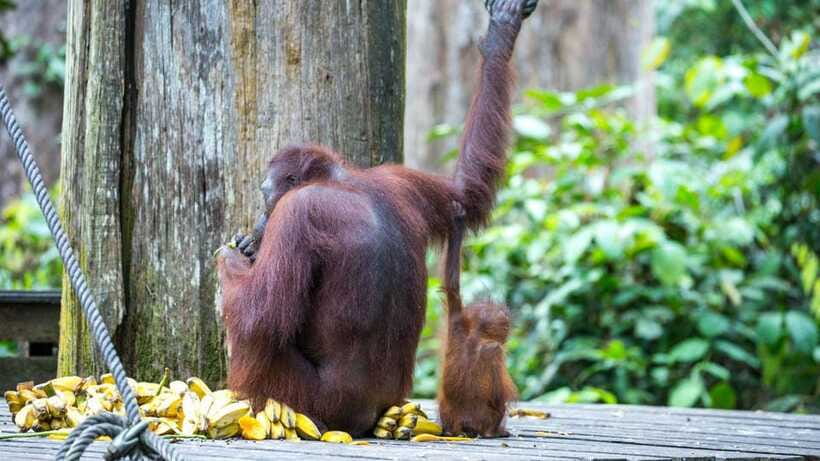 Sepilok Orangutan & Sun Bear Half-Day Tour | Sandakan - Practical packing tips for Borneo rainforest comfort