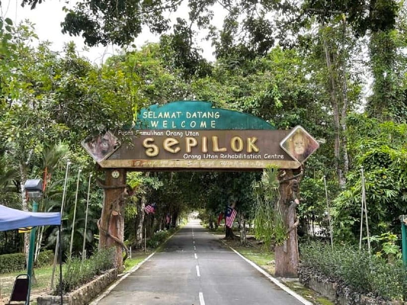 Sepilok OrangUtan, Sun Bear & Labuk Bay Full Day Trip - Key things you will notice right away