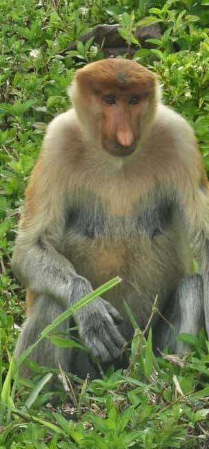 Sepilok OrangUtan, Sun Bear & Labuk Bay Full Day Trip - How the Sandakan wildlife day works, without feeling rushed