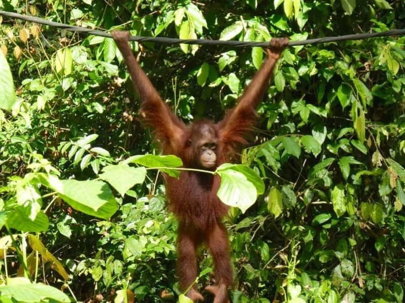 Sepilok OrangUtan, Sun Bear & Labuk Bay Full Day Trip - Bornean Sun Bear Conservation Centre: rescue work you can see in the details