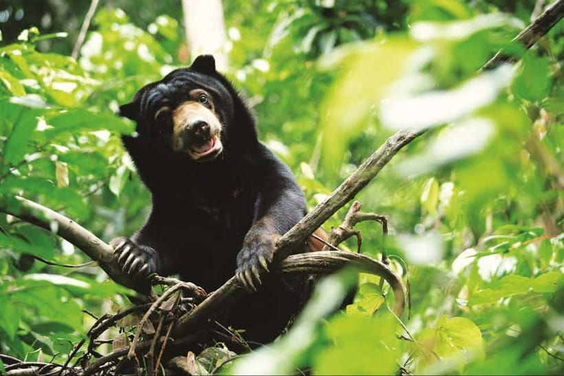 Sepilok OrangUtan, Sun Bear & Labuk Bay Full Day Trip - Tips to get better photos and better chances of seeing the animals