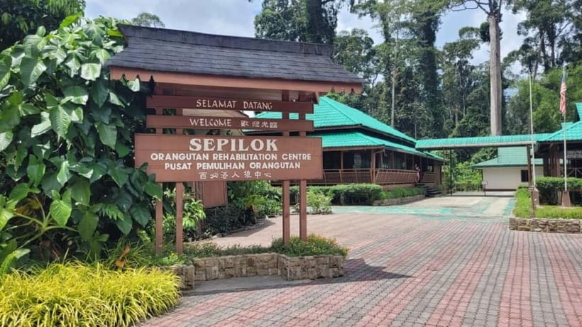 Sepilok OrangUtan, Sun Bear & Labuk Bay Full Day Trip - Sepilok Orangutan Rehabilitation Centre: the feeding is the moment