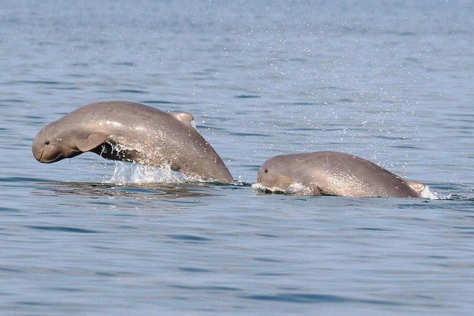 Shared Mangrove & Irrawaddy Dolphin Watching Cruise - Price and what $71 buys you in real value