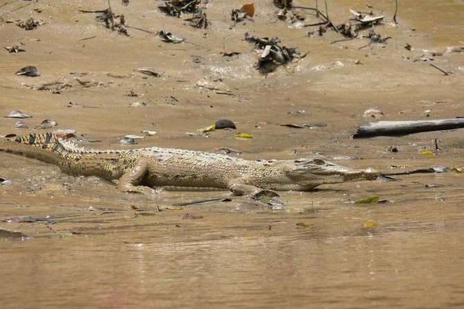 Shared Mangrove & Irrawaddy Dolphin Watching Cruise - What happens at Kampung Santubong and Boat Club