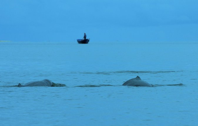 Shared Mangrove & Irrawaddy Dolphin Watching Cruise - Getting there without stress: pickup and a small group vibe