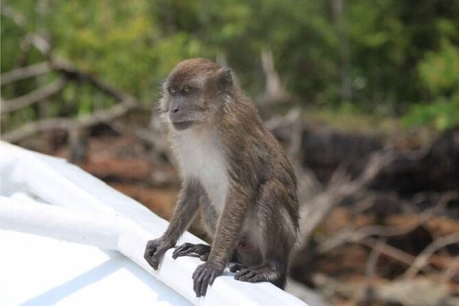 Sharing Half Day Mangrove Boat Tour With Lunch in Langkawi - Crocodile Cave (Gua Buaya): Don’t Expect a Theme Park