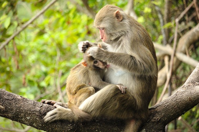 Silver Leaf Monkeys and Firefly Tour with Boat Ride and Seafood Dinner - Firefly Boat Ride at Kuala Selangor: The Light Show Timing Matters