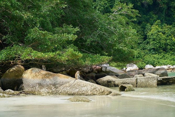 Silver Leaf Monkeys and Firefly Tour with Boat Ride and Seafood Dinner - Seafood Dinner Included: Fuel Without the Hunt