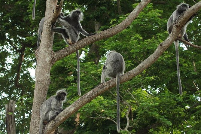 Silver Leaf Monkeys and Firefly Tour with Boat Ride and Seafood Dinner - On the Way to Kota Melawati: Quick Stops Add Context