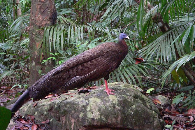 Taman Negara Day Tour with Canopy Walk - Tips that really matter in the rainforest