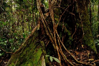 Taman Negara Day Trip from Kuala Lumpur with Lunch