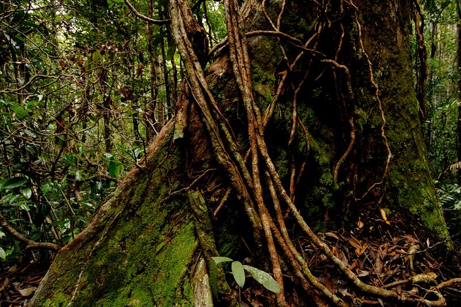 Taman Negara Day Trip from Kuala Lumpur with Lunch - Canopy Walkway: the 530m bridge for big rainforest views