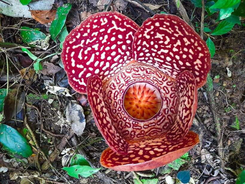 Tambunan: Rafflesia Flower Trekking with Rustic Lunch - What makes a Rafflesia trek feel special in Sabah