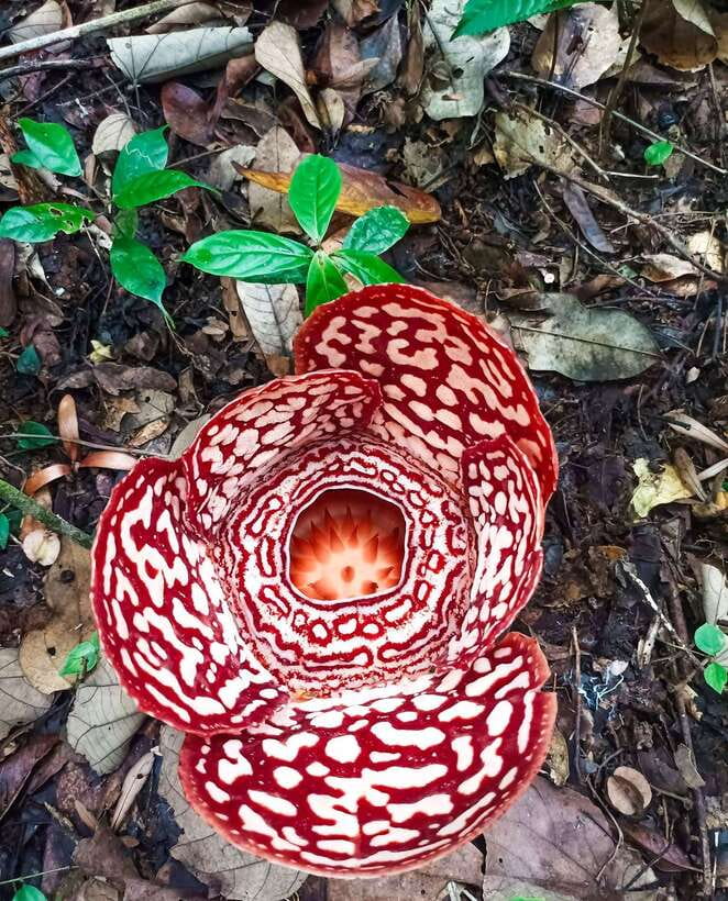 Tambunan: Rafflesia Flower Trekking with Rustic Lunch - The information center briefing: what you should listen for