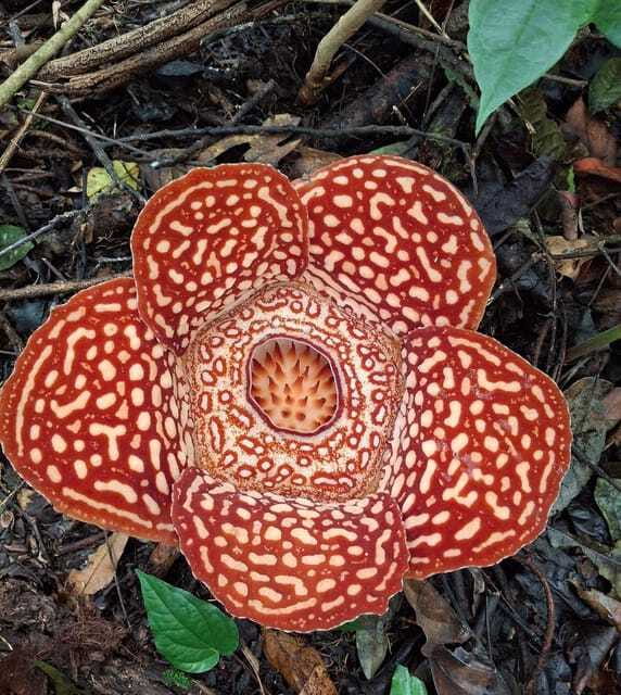 Tambunan: Rafflesia Flower Trekking with Rustic Lunch - When you find the bloom: spotting, timing, and photo strategy