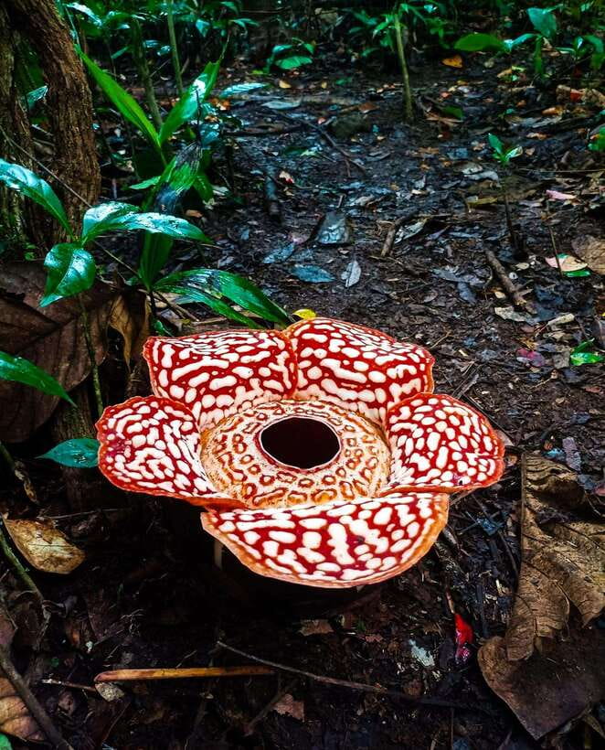 Tambunan: Rafflesia Flower Trekking with Rustic Lunch - Getting to Tambunan from Kota Kinabalu, and what the early stops do