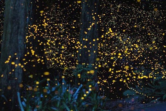 Twinkling Kuala Selangor Firefly Boat Tour from Kuala Lumpur - Before Fireflies: Seafood Dinner in the Park Area