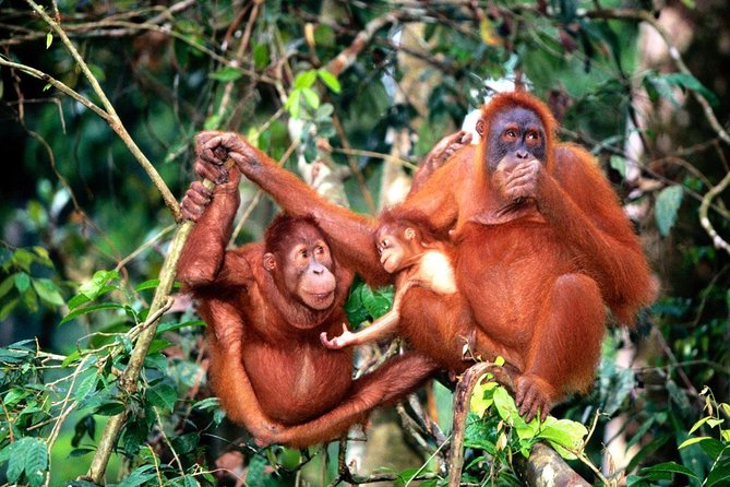 Wildlife & Wonders: Orang Utan Island + Perak Cave Temple Tour - A 10 to 12 hour wildlife and temple day from Kuala Lumpur