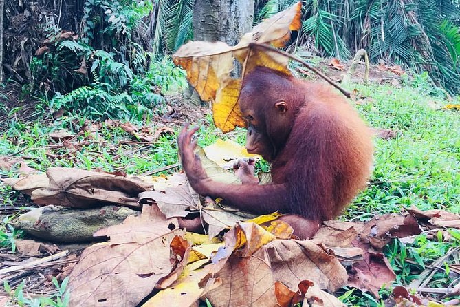 Wildlife & Wonders: Orang Utan Island + Perak Cave Temple Tour - The Orang Utan Island segment: ferry transfer and close encounters
