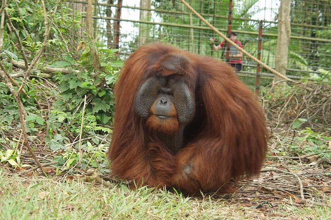 Wildlife & Wonders: Orang Utan Island + Perak Cave Temple Tour - Service quality: guide impact, and what to expect from the drive